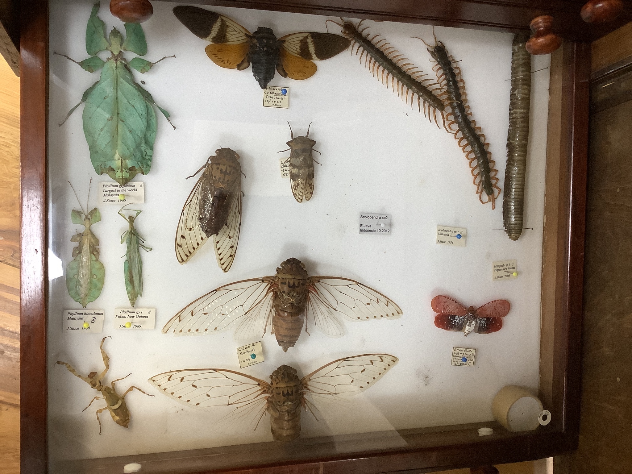 A private collection of Entomology, Taxidermy and Fossil Specimens, Lots 358 - 407., Entomology- a cabinet of World beetle, insect, carabid and arachnid specimens, in 16 drawers, 98 cm high, 46 cm wide